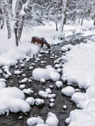 Boire dans la neige (Hua Zhu) - Muzeo.com