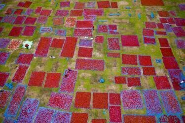 Drying chilies in the field (Azim Khan Ronnie) - Muzeo.com
