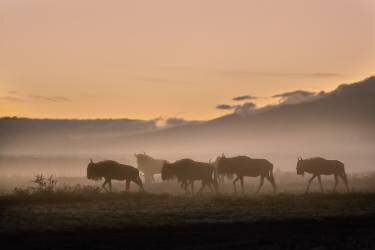 Early morning in Serengeti (Fabrizio Moglia) - Muzeo.com