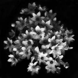 Early Sensation (Yvette Depaepe) - Muzeo.com