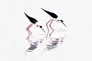 Echasse blanche - Grèce ; Black-winged Stilt (Himantopus himantopus), Skala Kallonis, Greece (Misja Smiths) - Muzeo.com