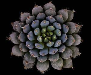 Echeveria setosa var. deminuta (Victor Mozqueda) - Muzeo.com