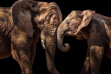 Éléphants (Vitor Martins) - Muzeo.com