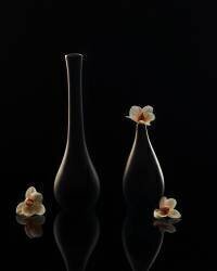 Elegant orchid (Louie Luo) - Muzeo.com
