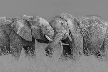 Le vol des éléphants (Jun Zuo) - Muzeo.com