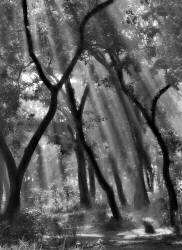 Enchanted forest... (Yvette Depaepe) - Muzeo.com
