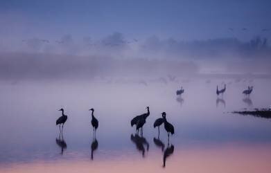 Enchanted Serenity (Meizner) - Muzeo.com