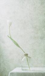 Blanc éphémère (2) (Delphine Devos) - Muzeo.com
