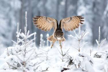 Hibou grand-duc d'Eurasie (Milan Zygmunt) - Muzeo.com
