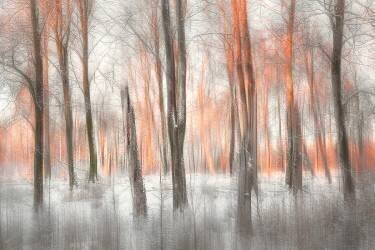 Evening Light (Gustav Davidsson) - Muzeo.com