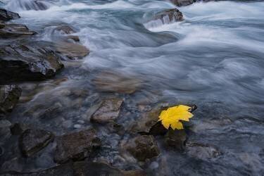 Fall is here (Lydia Jacobs) - Muzeo.com