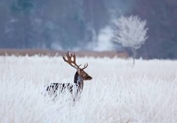 Fallow deer in the frozen winter landscape (Allan Wallberg) - Muzeo.com