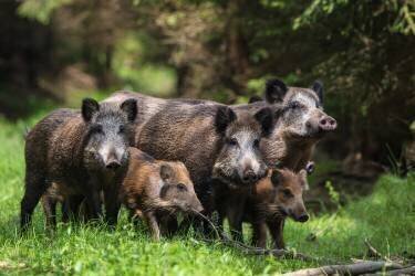 Famille de sangliers sauvages (Stefan Voelkel) - Muzeo.com