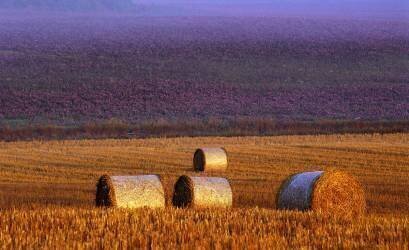 Farmers field (Allan Wallberg) - Muzeo.com
