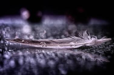 Feather and Drop II (Alessandro Fabiano) - Muzeo.com