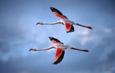 Flamants roses (Xavier Ortega) - Muzeo.com
