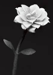 Fleur blanche (Anders Kustas) - Muzeo.com