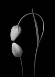 Fleurs Amour (Tony Xu) - Muzeo.com