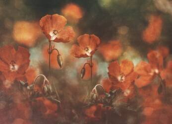 Floral art in red (Nikki Georgieva V) - Muzeo.com