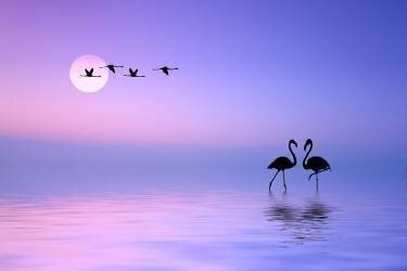 Flying Flamingo (Bess Hamiti) - Muzeo.com
