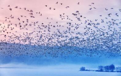 Flying in the fogging morning (Rob Li) - Muzeo.com