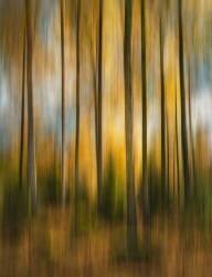 Forêt d'automne tremblante (Christian Lindsten) - Muzeo.com