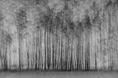 Forêt impénétrable (Roswitha Schleicher-Schwarz) - Muzeo.com