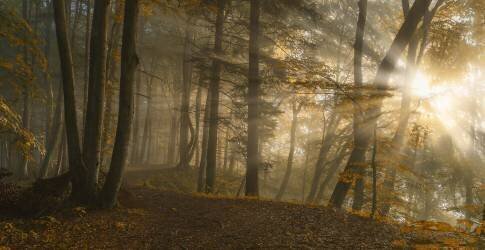 Forest Light (Norbert Maier) - Muzeo.com