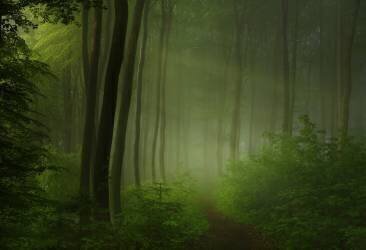 Forest morning (Norbert Maier) - Muzeo.com