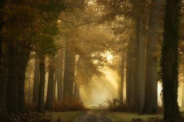 Forever Forest (Ellen Borggreve) - Muzeo.com