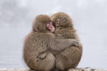 Forever Friends (Takeshi Marumoto) - Muzeo.com