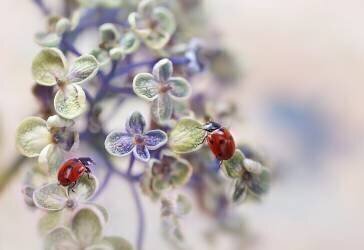 Fragile (Ellen van Deelen) - Muzeo.com
