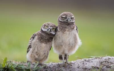 Friends (Greg Barsh) - Muzeo.com
