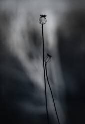 From last Year (Lotte Gronkjar) - Muzeo.com