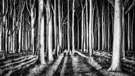 Ghost Forest (piXXelpark) - Muzeo.com