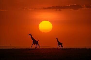Giraffes in the sunset (Hua Zhu) - Muzeo.com