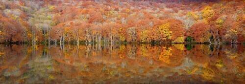 Glowing autumn (Sho Shibata) - Muzeo.com