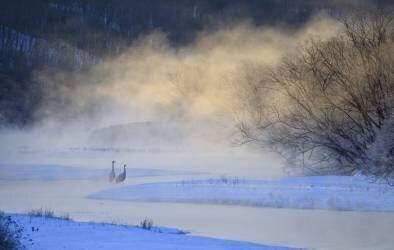 Good Morning (Wei Tang) - Muzeo.com