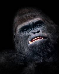 Gorilla face seen from above (Helena Garcia) - Muzeo.com