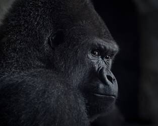 Gorilla gaze (Helena Garcia) - Muzeo.com