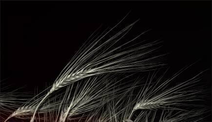 Grain of life (Gilbert Claes ) - Muzeo.com