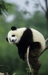 Grand panda sur une branche (Cyril Ruoso) - Muzeo.com
