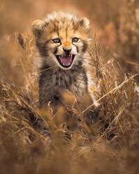 Grand sourire (Ahmed Sobhi) - Muzeo.com