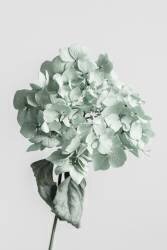 Fleur séchée verte (1x Studio III) - Muzeo.com