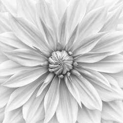 Hamari gold in monochrome (Lotte Gronkjar) - Muzeo.com
