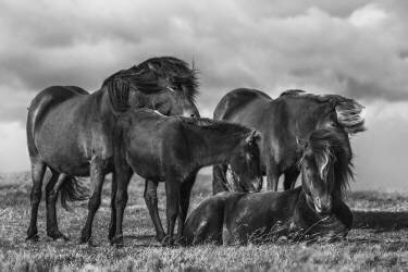 Happy Family (Bragi Ingibergsson) - Muzeo.com