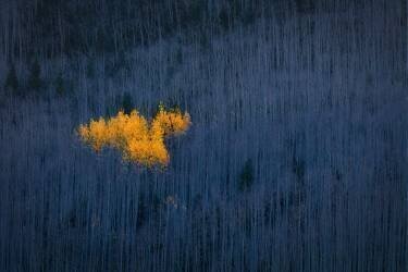 Heart of Aspens (Michael Zheng) - Muzeo.com