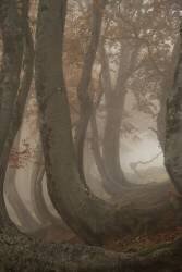 Hêtres tordus (Roberto Marchegiani) - Muzeo.com