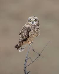 Hibou des marais (Donald Luo) - Muzeo.com