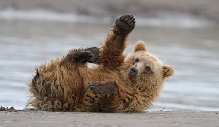 High Five (Alfred Forns) - Muzeo.com